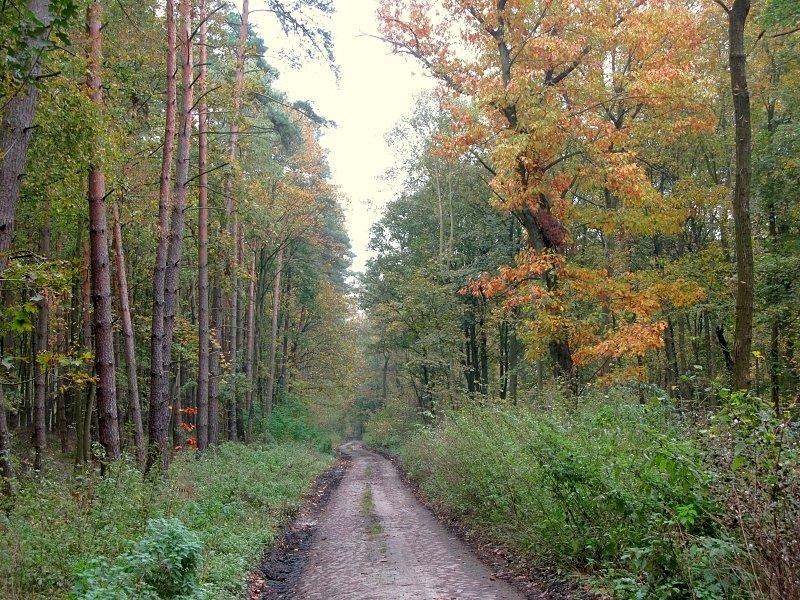 Brukowana droga z Wierzonki do Barcinka