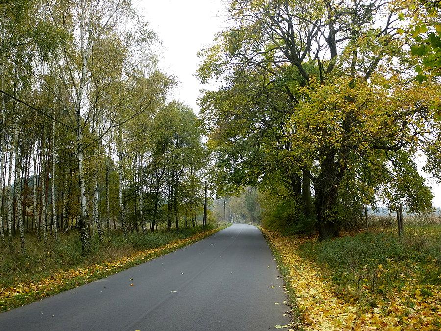 Puszcza Bydgoska