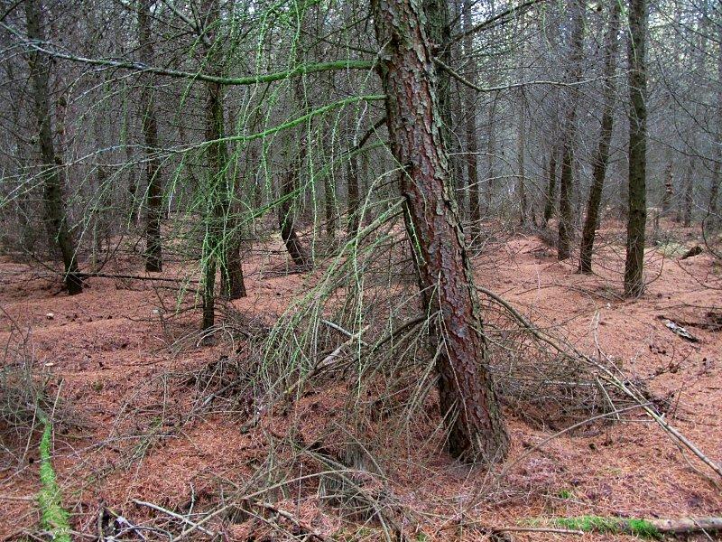Bór świerkowo - modrzewiowy