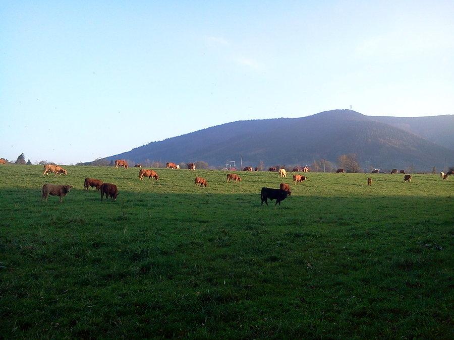 Krówki pod Jaworowym