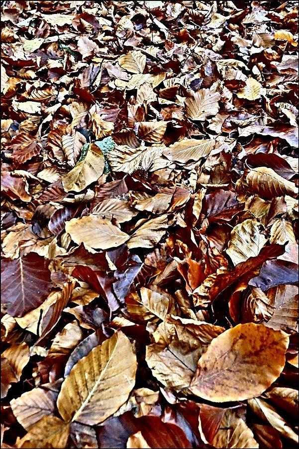 Jesień :)