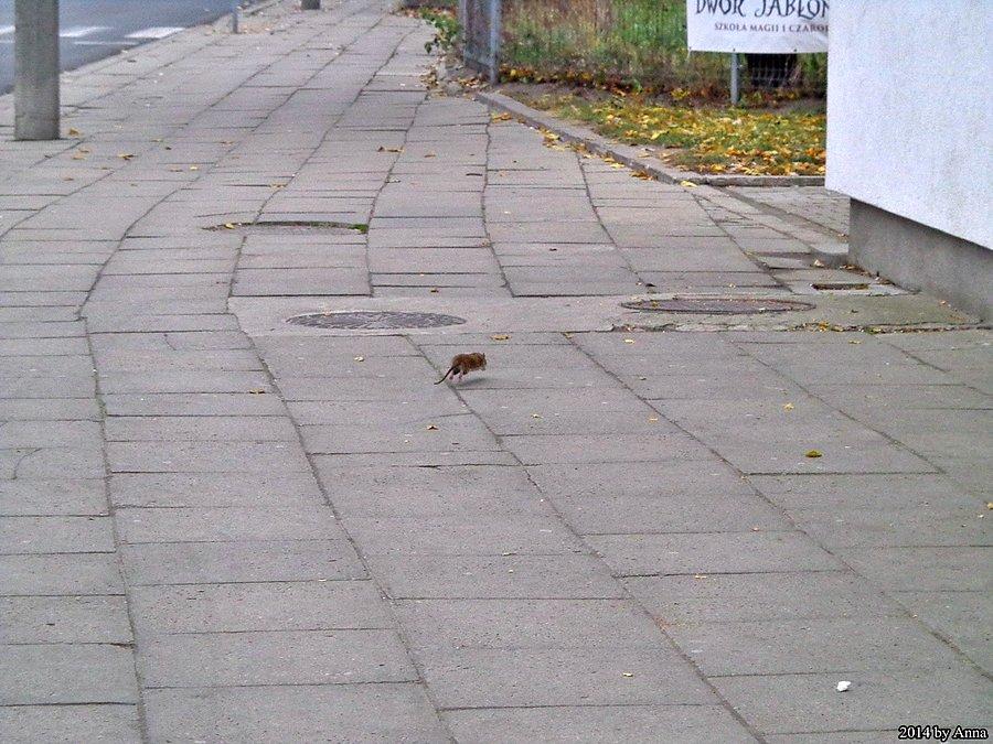 Czekając na pociąg. Takie zwierzaczki biegają przed dworcem :D