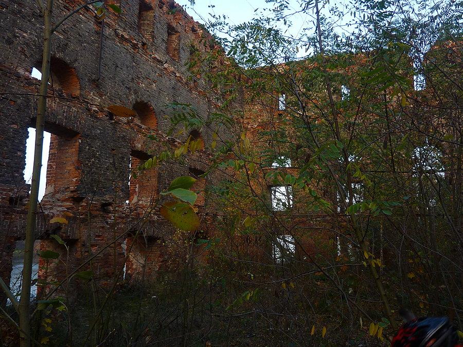 Na piętrze, na gruzach wyższych kondygnacji wyrósł już las