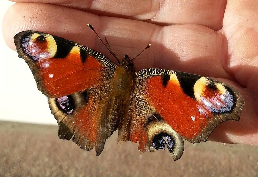 Inachis io (łac.)