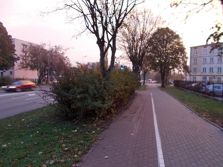 Jakiś jeleń wyciął zieleń z ścieżki rowerowej :-)