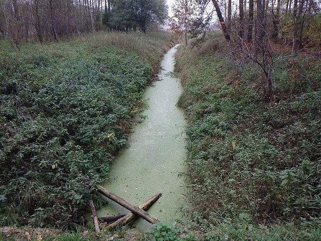 Struga Młyńska w lesie nidaleko Białych Błót