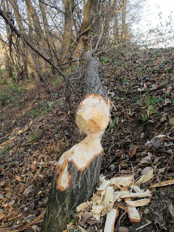 Powalone drzewo przy DDR w Lublinie - samo się nie przewróciło