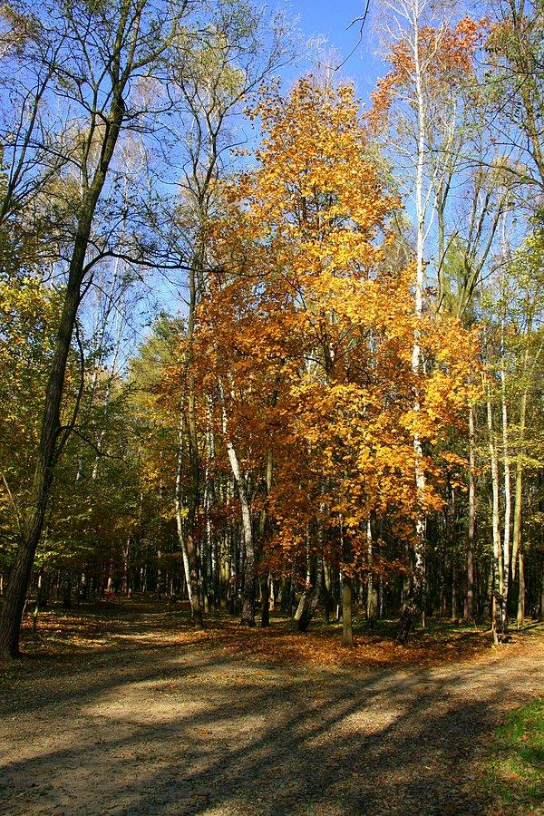 Jesień w Lasku Aniołowskim I