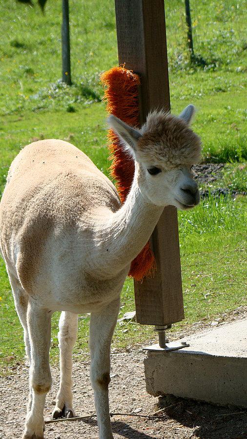 Lama w drodze do Salzburga