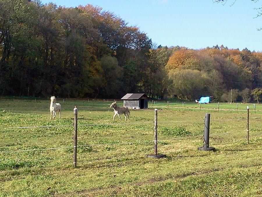 Osioł i kucyk