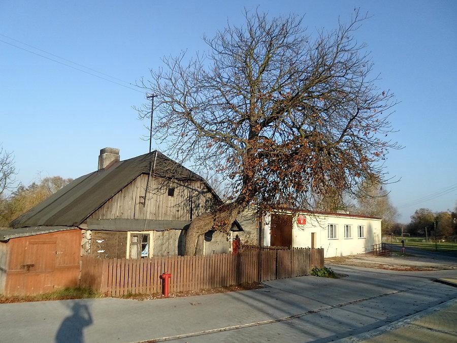 Na pochyłe drzewo