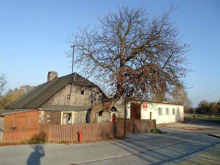 Na pochyłe drzewo