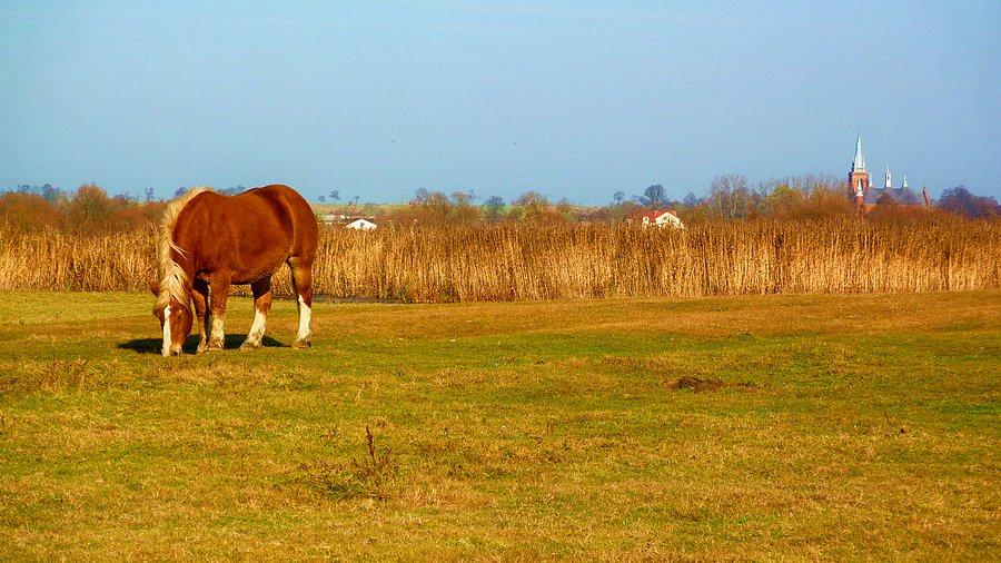 Koń nad Bugiem w Dolinie Dolnego Bugu