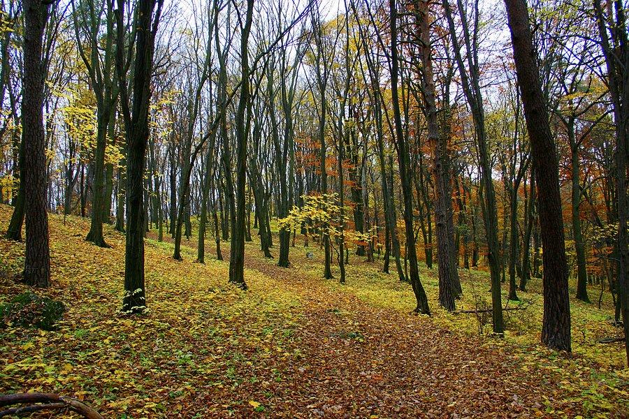 Okolice Zielonej Góry I