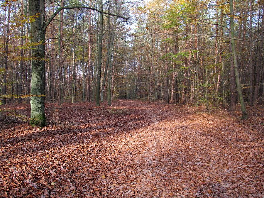 W rezerwacie Bukowiec