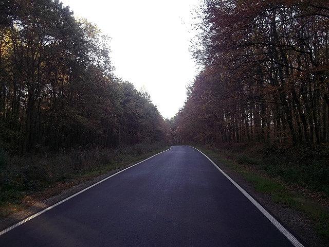 Przez Puszczę Niepołomicką