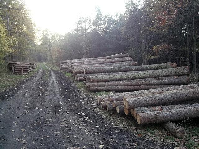 Przez Puszczę Niepołomicką