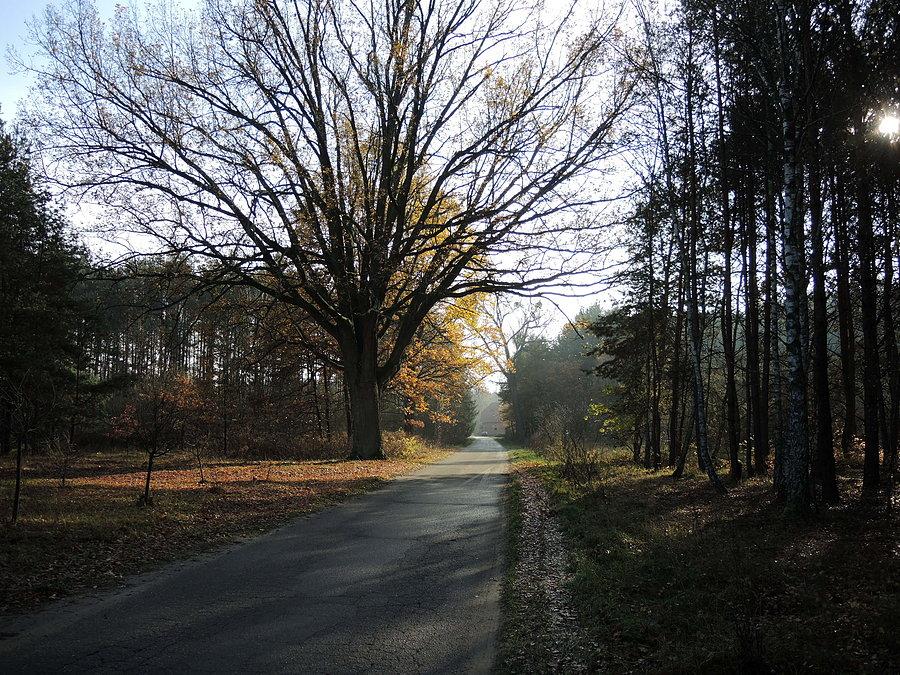 Jesienna droga / Gębiczyn
