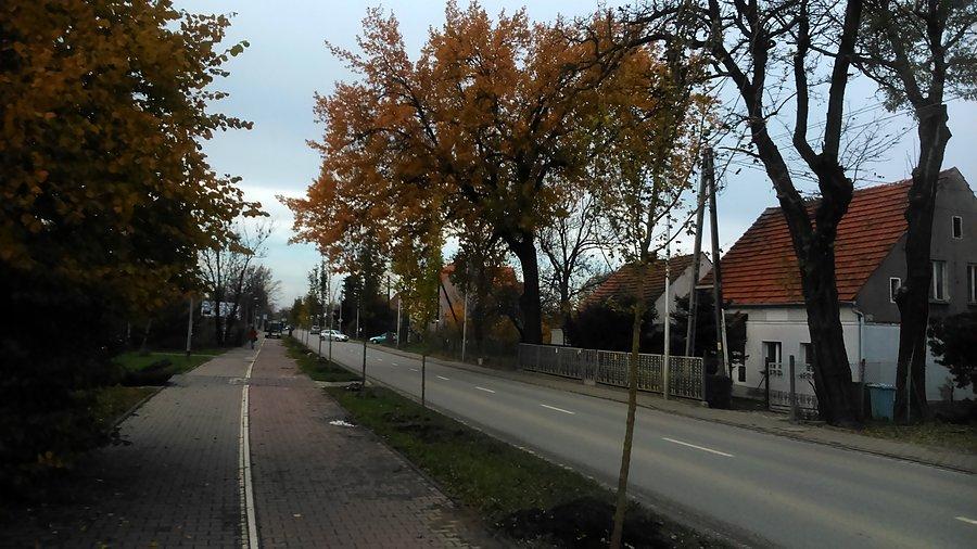 Drzewa na Głównej