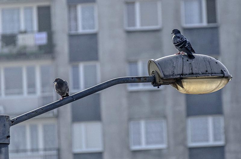 Jak gołąb na latarni