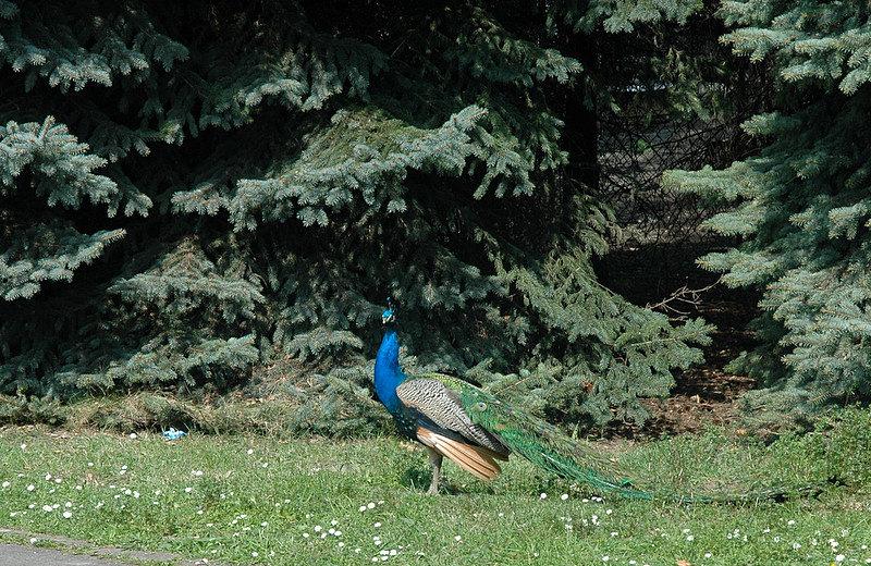 Wspomnieniowo z zoo