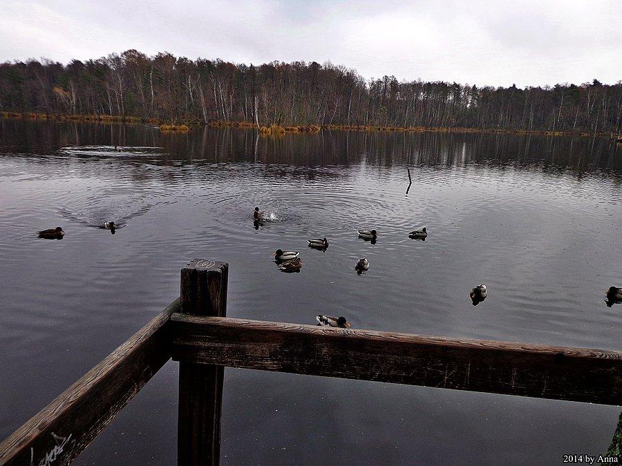 Jezioro Torfy