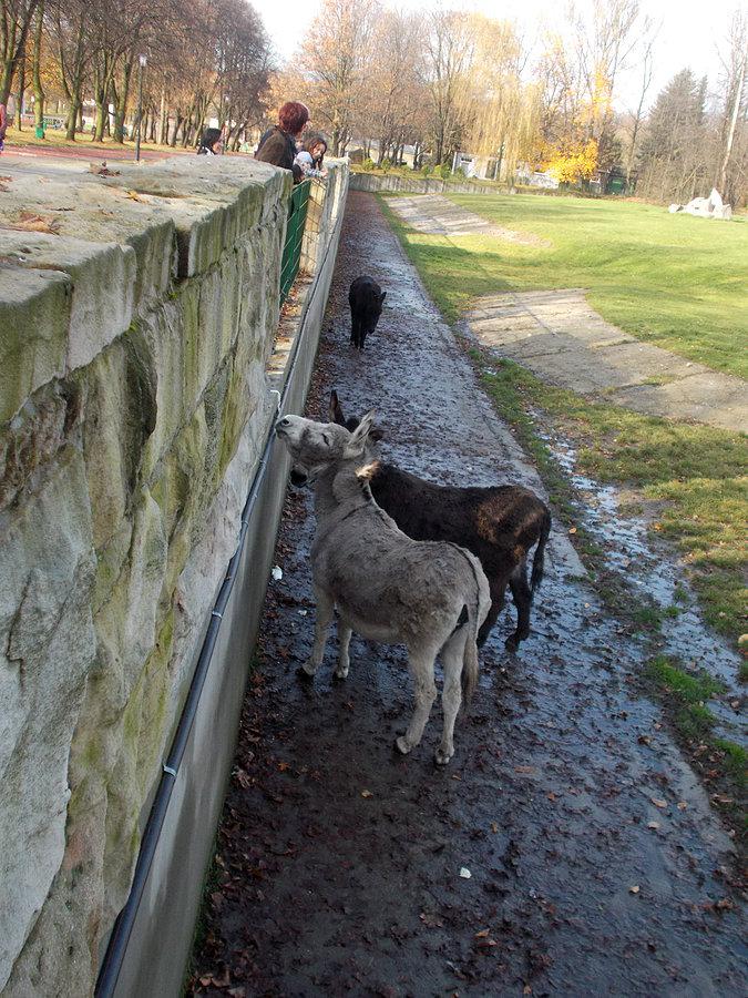 Osły w zoo