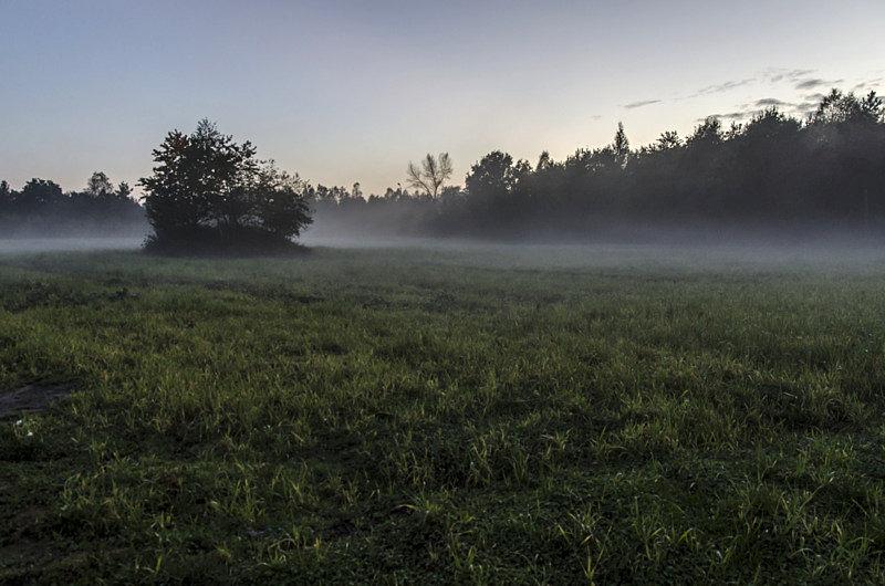 Mgiełki unoszące się nad łąkami