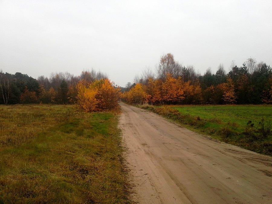 Leśna droga