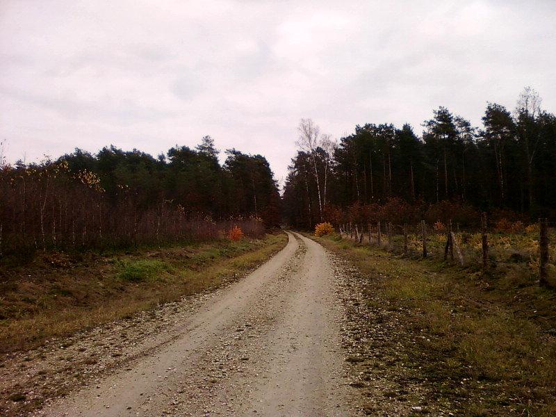 Szutrowa leśna droga