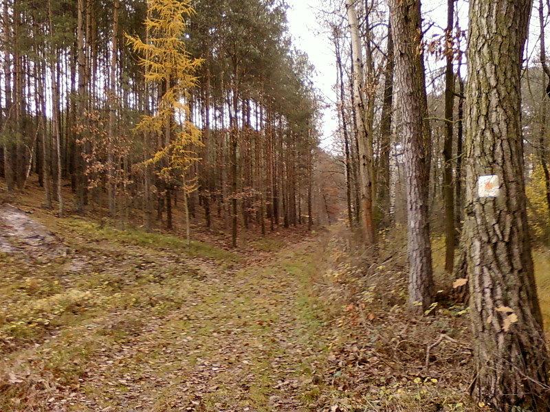Szlak konny koło Tuszyna
