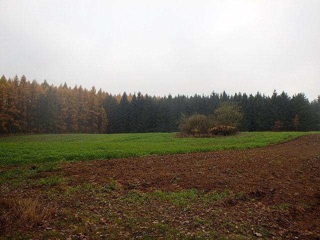 "Malowane pole i malowany las" w kolorze brązowo-zielonym;)