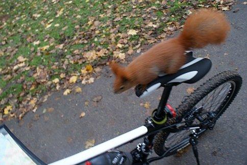 Wiewióra na rowerze :)