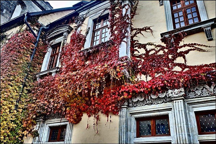 Ratuszowy bluszcz