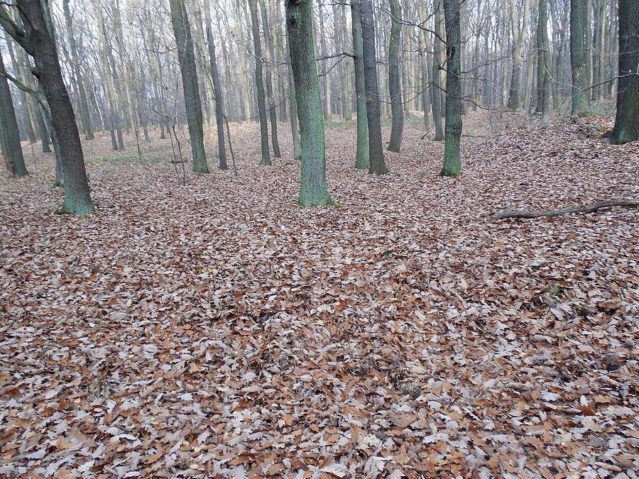 O tej porze roku, gdy drzewa są puste a byliny uschły w lesie widać daleko