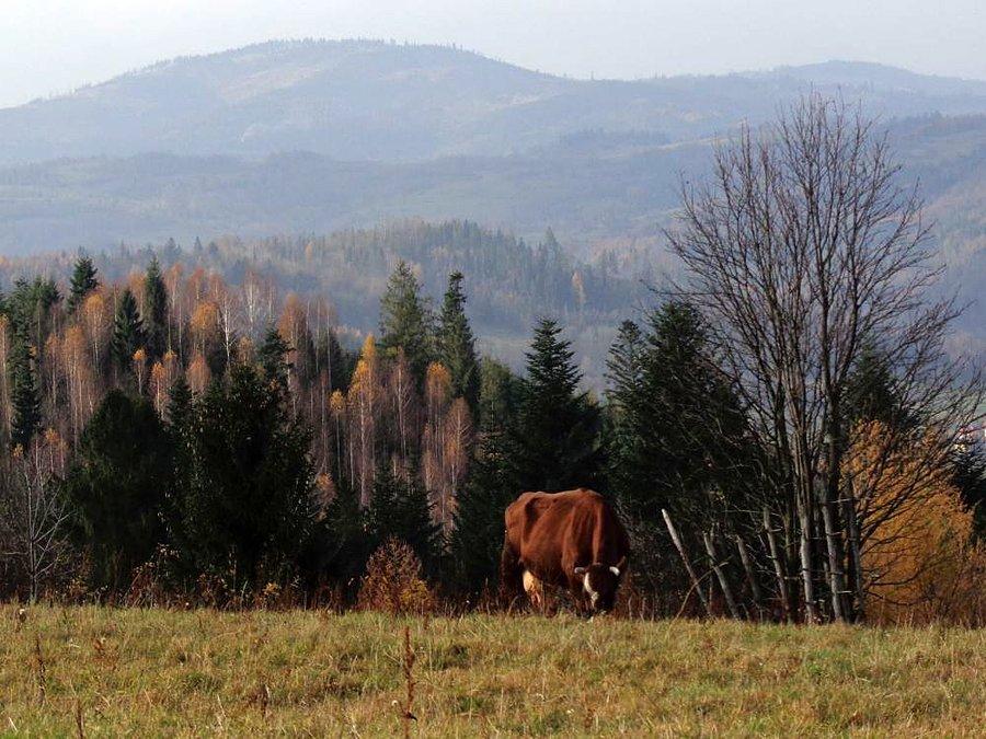 Gdzieś na wysokośći 1000 m n.p.m