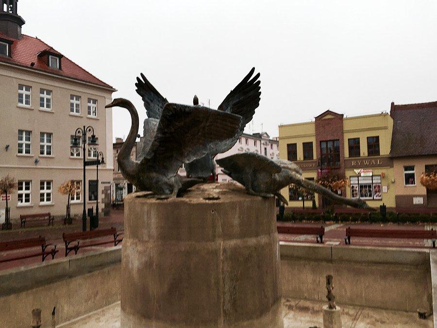 Tucholskie łabędzie