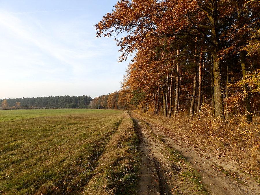 Jesień na skraju Lasu Mrozowskiego