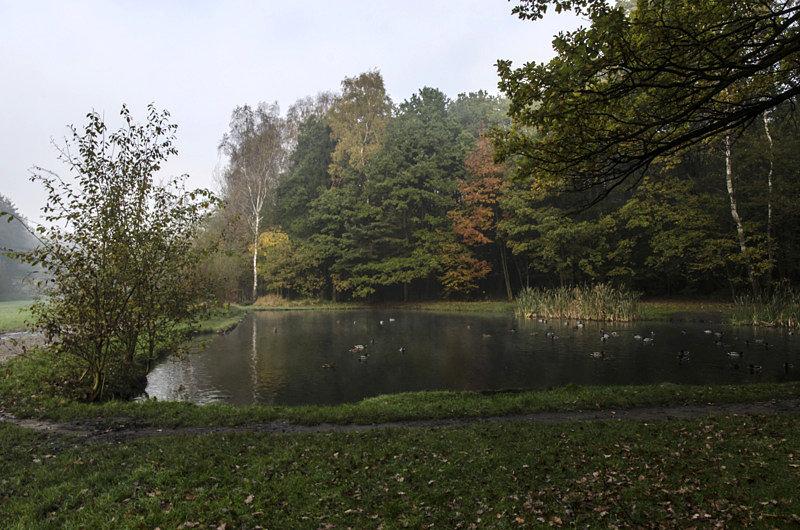 Staw w lasku Makoszowskim