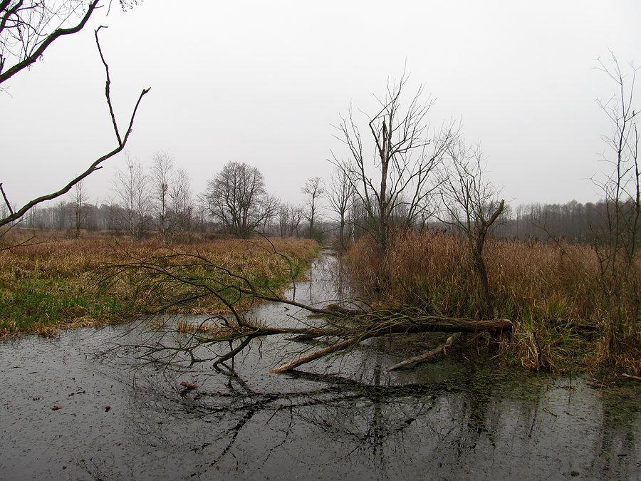 Na zielonym szlaku z Zaborowa Leśniego do Roztoki