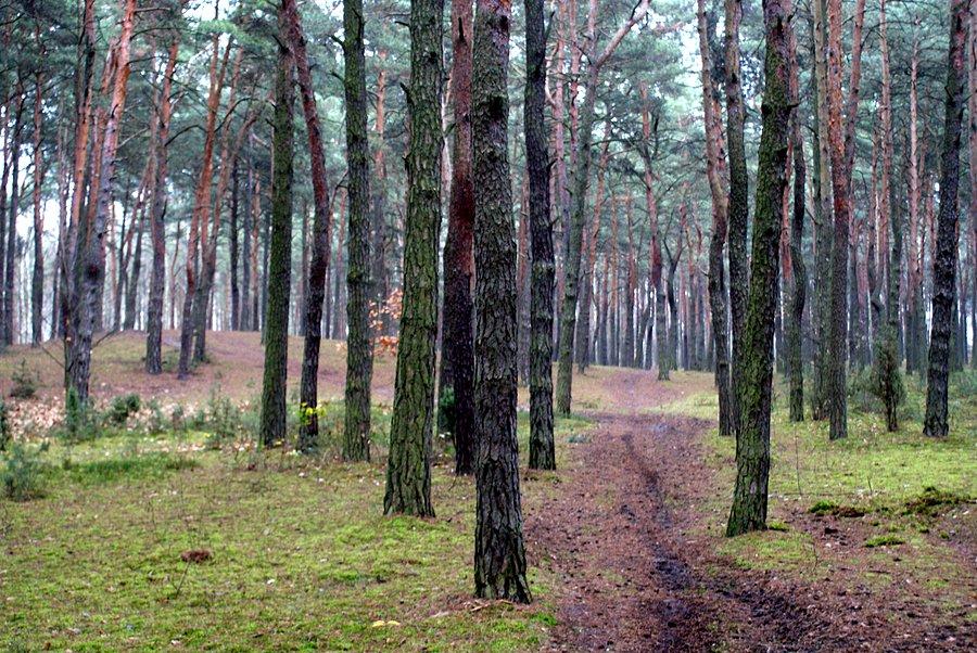 Ścieżką w rezerwacie