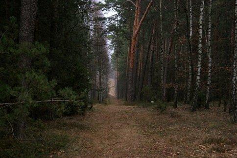 Leśną ścieżką