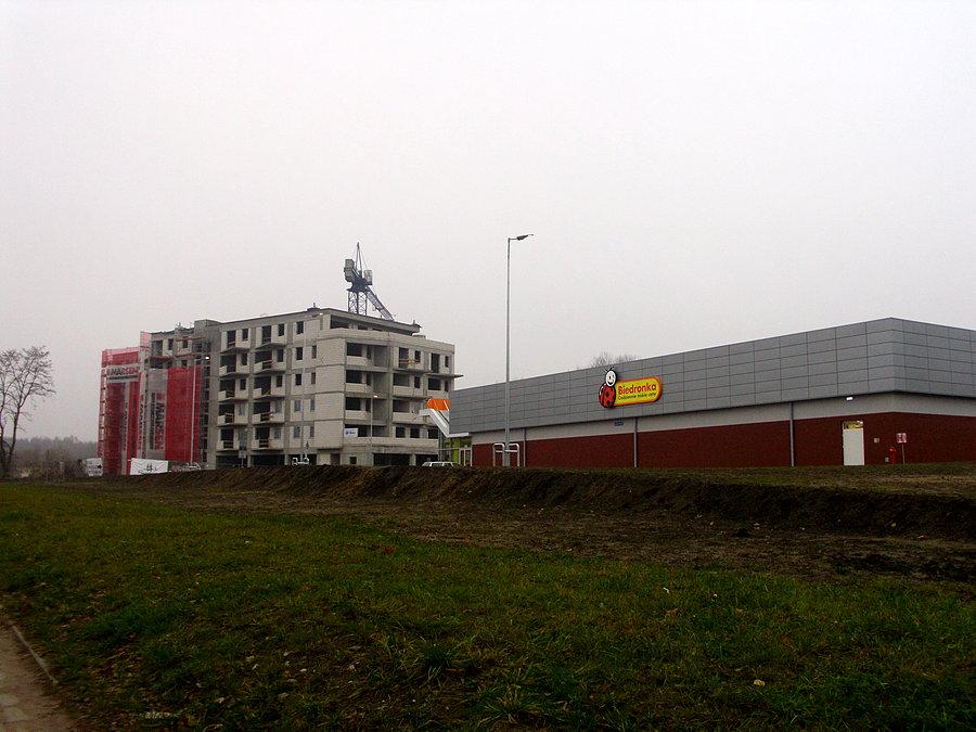 Rozpleniają się owady a zwłaszcza biedronki niemal wszędzie. Tutaj Panewniki - Kokociniec