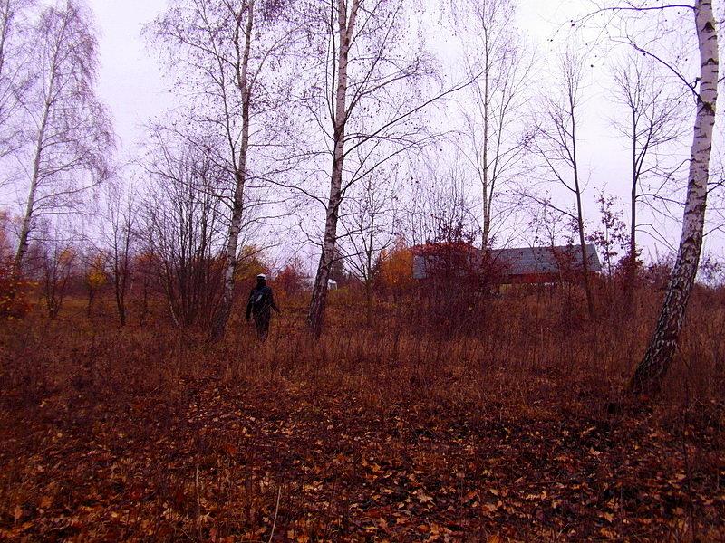 Kierunek - wyjście z lasu
