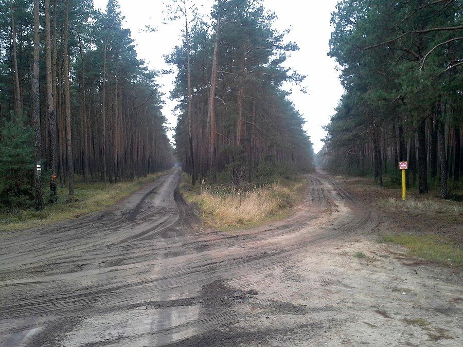 Rozdroże w lesie jarantowskim