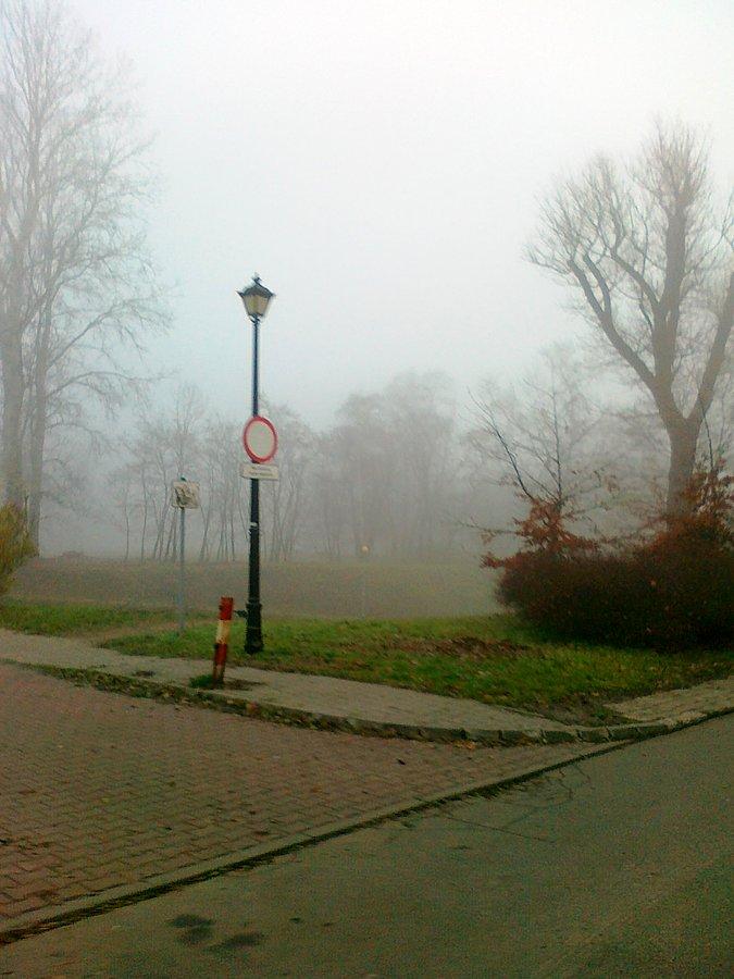 Mglisty poranek w parku