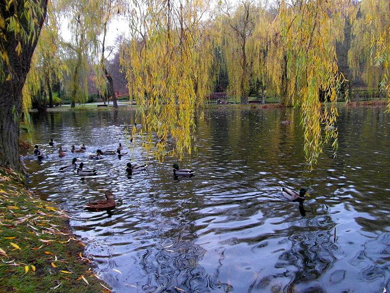 Fauna i flora w oruńskim parku