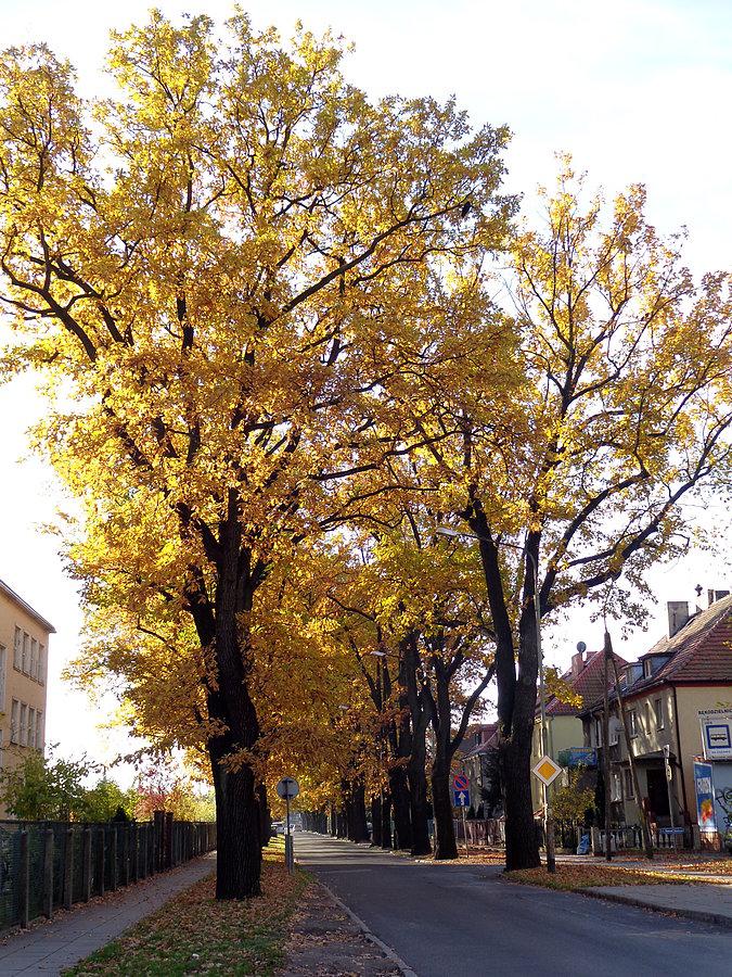 Jesień na Hutniczej (1)