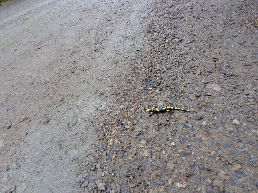 Salamandra