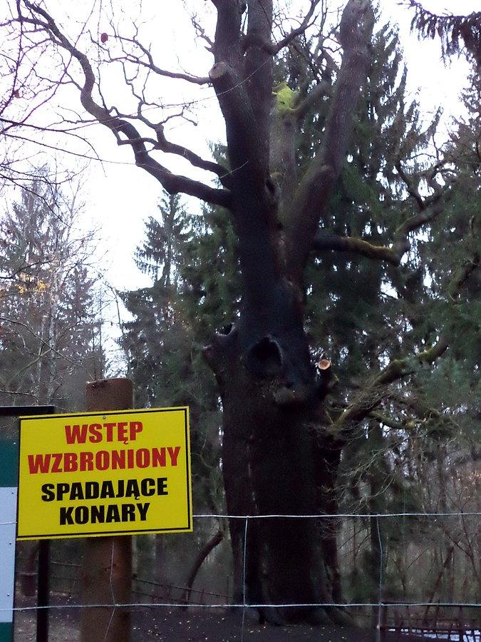 Dąb Chrobry za kratkami i spadające konary - bez komentarza